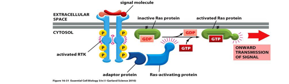 <ul><li><p>activation by phosphorylation of the intracellular domain of catalytic receptors causes recruitment of adaptor proteins which recognise the phosphotriose residues</p></li><li><p>This causes the recruitment of a protein specific to guanine exchange factor (GEF) = enables the activation of the monomeric G protein</p></li></ul><p></p>
