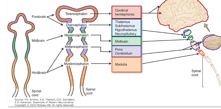 <p>brain structures </p>