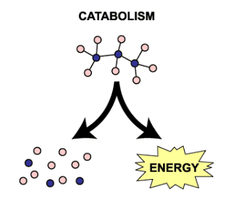 <p>Catabolism</p>