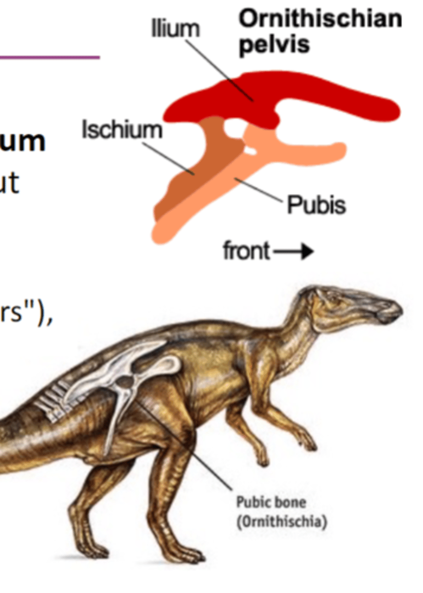 <p>pelvis has ilium, ischium, and pubis, the pubis points backward and runs parallel with ischium</p>