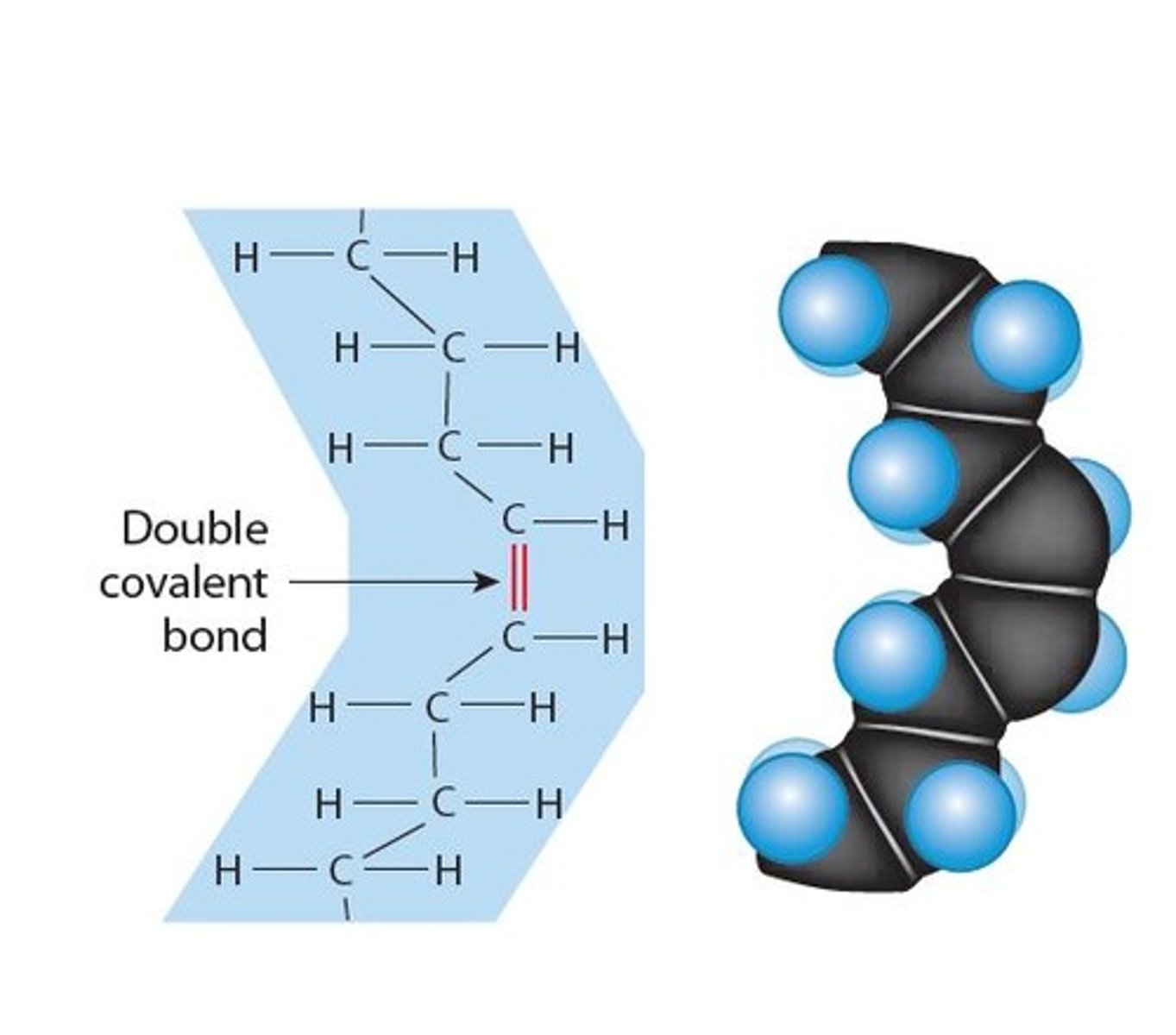 <p>Are in the tail of a fatty acid (Non-Polar, water hating, "hydrophobic") composed of Hydrocarbon (H-C-H) containing 1 or more double covalent bonds in the hydrocarbon tail.</p><p>- A monounsaturated fatty acid has a single double covalent bond </p><p>- A polyunsaturated fatty acid contains multiple double covalent bonds </p><p>- They tend to be found in plant products (oils)</p><p>- and are healthier fats for us</p>