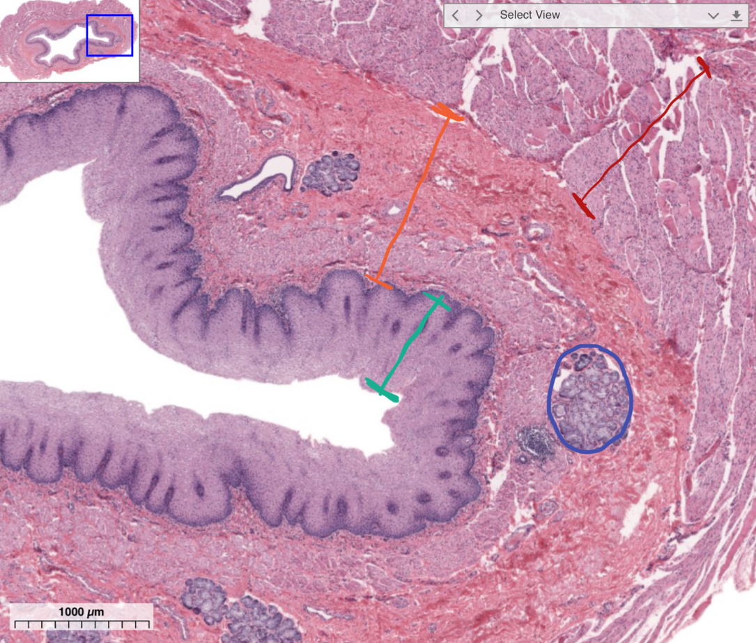 <p>What’s in red?</p>