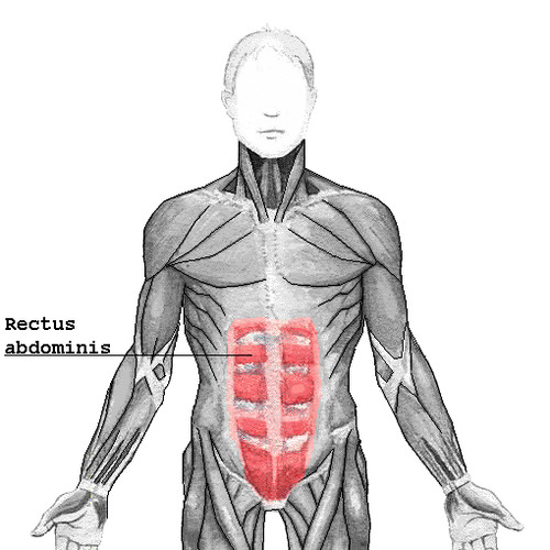 Origin: pubic crest and symphysis
Insertion: xiphoid process and costal cartilages of ribs 5-7
Action: flexes and rotates vertebral column