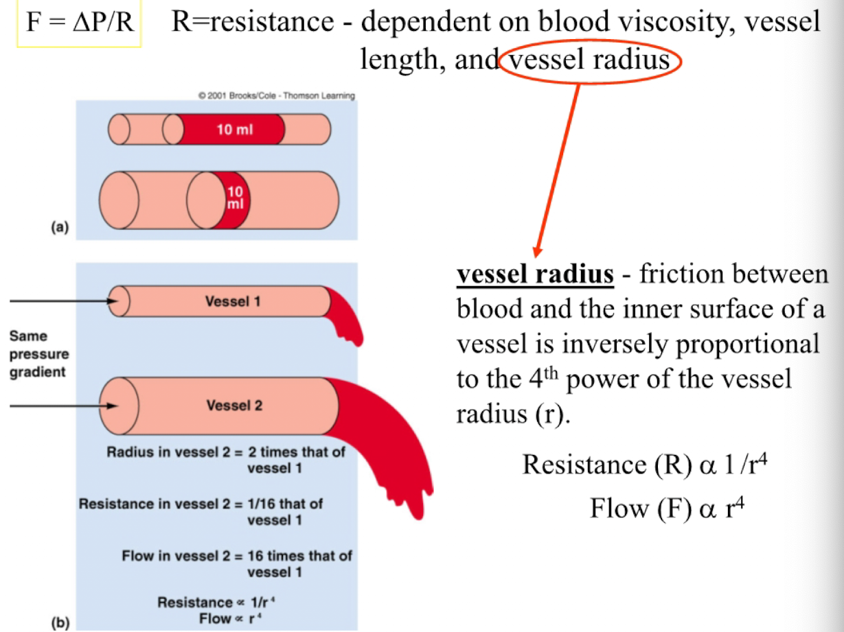 <p>friction btwn blood and inner surface of a vessel is inversely proportional to the 4th power of the vessel radius ( r )</p><ul><li><p>resistance (R) alpha 1/r^4</p></li><li><p>Flow (F) alpha r^4</p></li></ul><p></p>