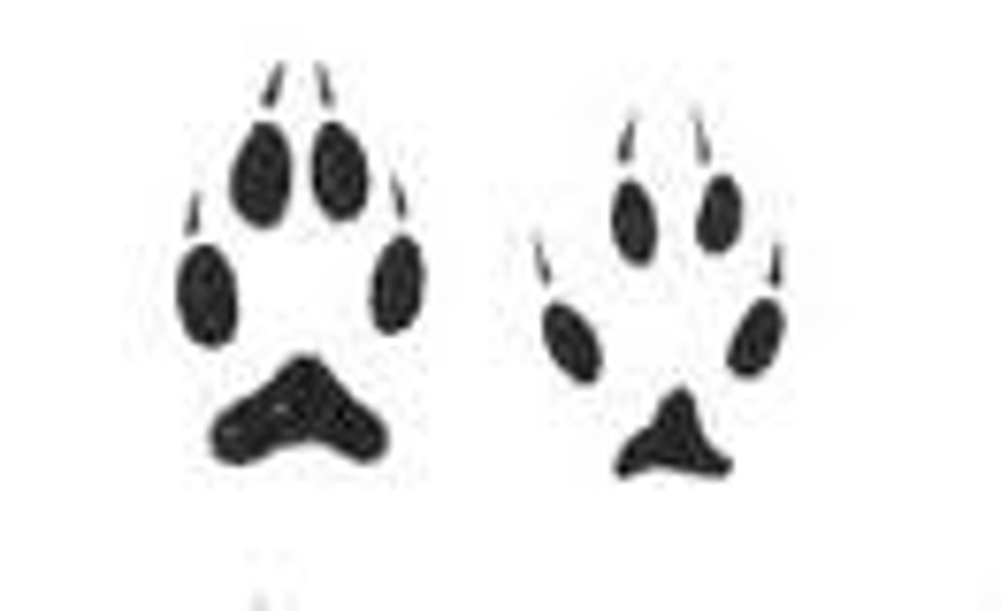 <p>2 inches front and back feet</p>