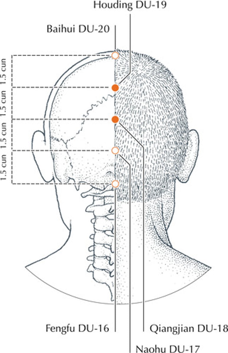 <p>back of head</p>