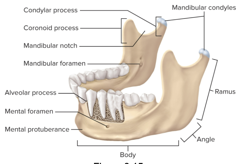 <p>Mandible</p>