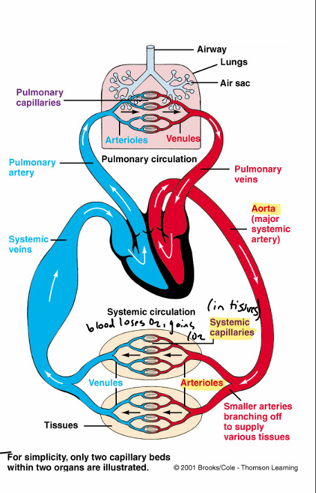 <p>arteries- large vessels carry oxygenated blood away from the heart</p><ul><li><p>aorta has smallest cross-sectional area</p></li></ul><p>arterioles- small vessels that arise from branching of arteries when they reach their target organ</p><ul><li><p>if they contract —&gt; blood flow is diverted <strong>away </strong>from tissues</p></li><li><p>if they dilate —&gt; blood flow to tissue <strong>increases</strong></p></li></ul><p>capillaries- smallest vessels that are formed when arterioles branch</p><ul><li><p>has biggest cross-sectional area</p></li><li><p>thin walls w/small water-filled pores</p></li><li><p>in every tissue except cornea </p></li><li><p>large vol, surface area</p></li><li><p>low speed of blood flow —&gt; allows for more time for substances to be exchanged </p></li></ul><p>venules- vessels that form when capillaries join together (v small vein)</p><p>veins- large vessels formed by joining of venules that carry deoxygenated blood to the heart</p><p></p><p>*exception- <strong>pulmonary arteries </strong>carry deoxy blood to lungs to get oxygenated and <strong>pulmonary veins </strong>carry oxygenated to the heart to get sent to rest of body</p><p></p>