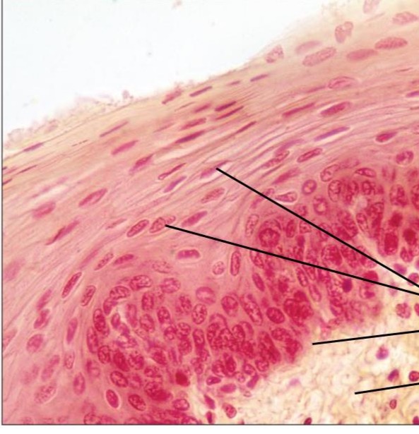 <p>What tissue is this </p>