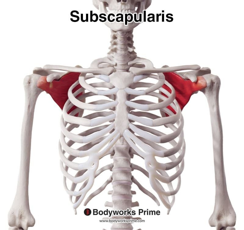 <p>Subscapularis</p>
