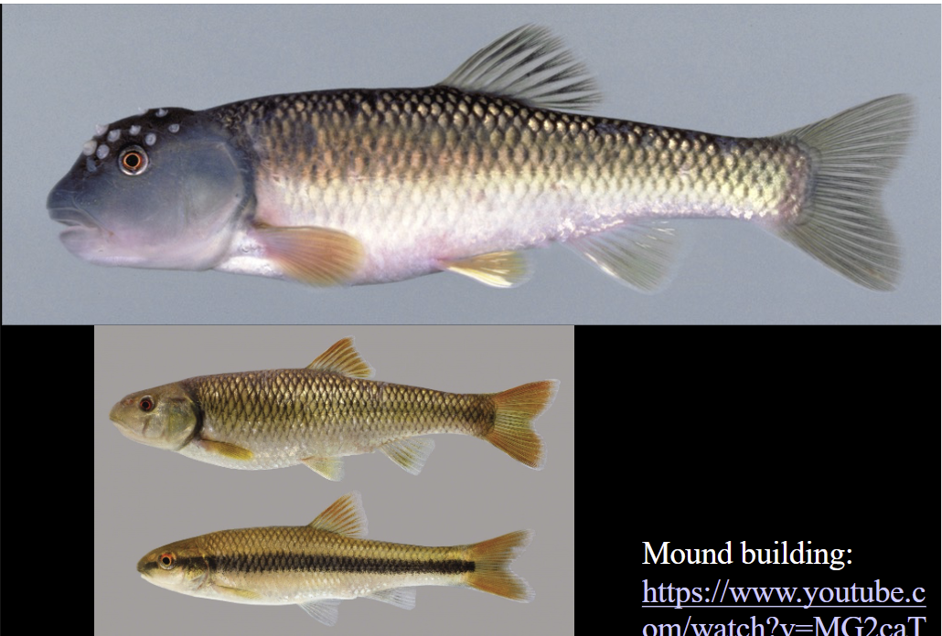 <p>What is the species and common name of this vertebrate in Order Cypriniformes and Family Leuciscidae (North American Minnows &amp; Shiners) </p>