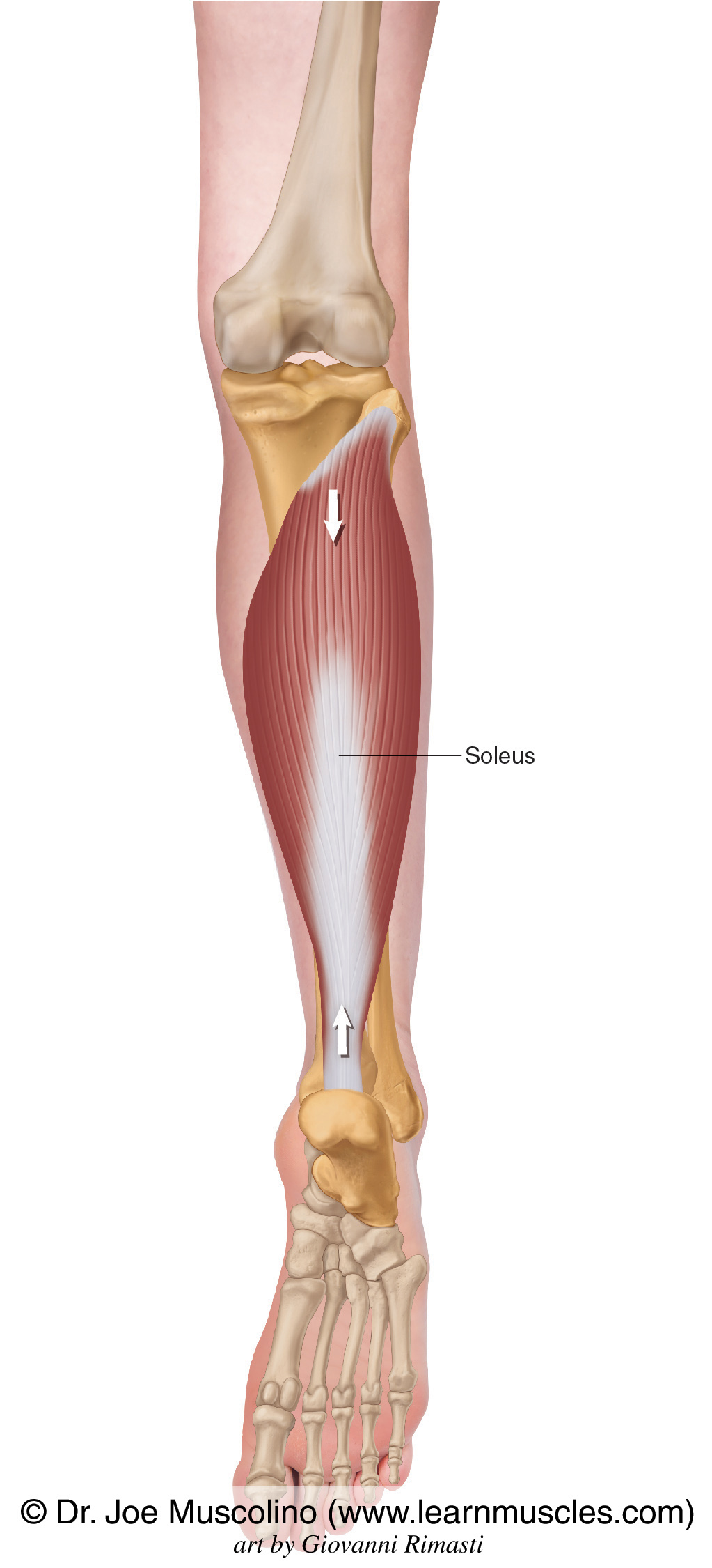 <p>Ankle, Foot, &amp; Toes Muscle Location:</p>