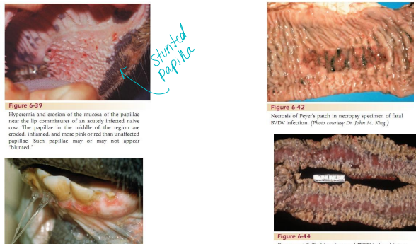 <p>Bovine Virual Diarrhea BVD</p>