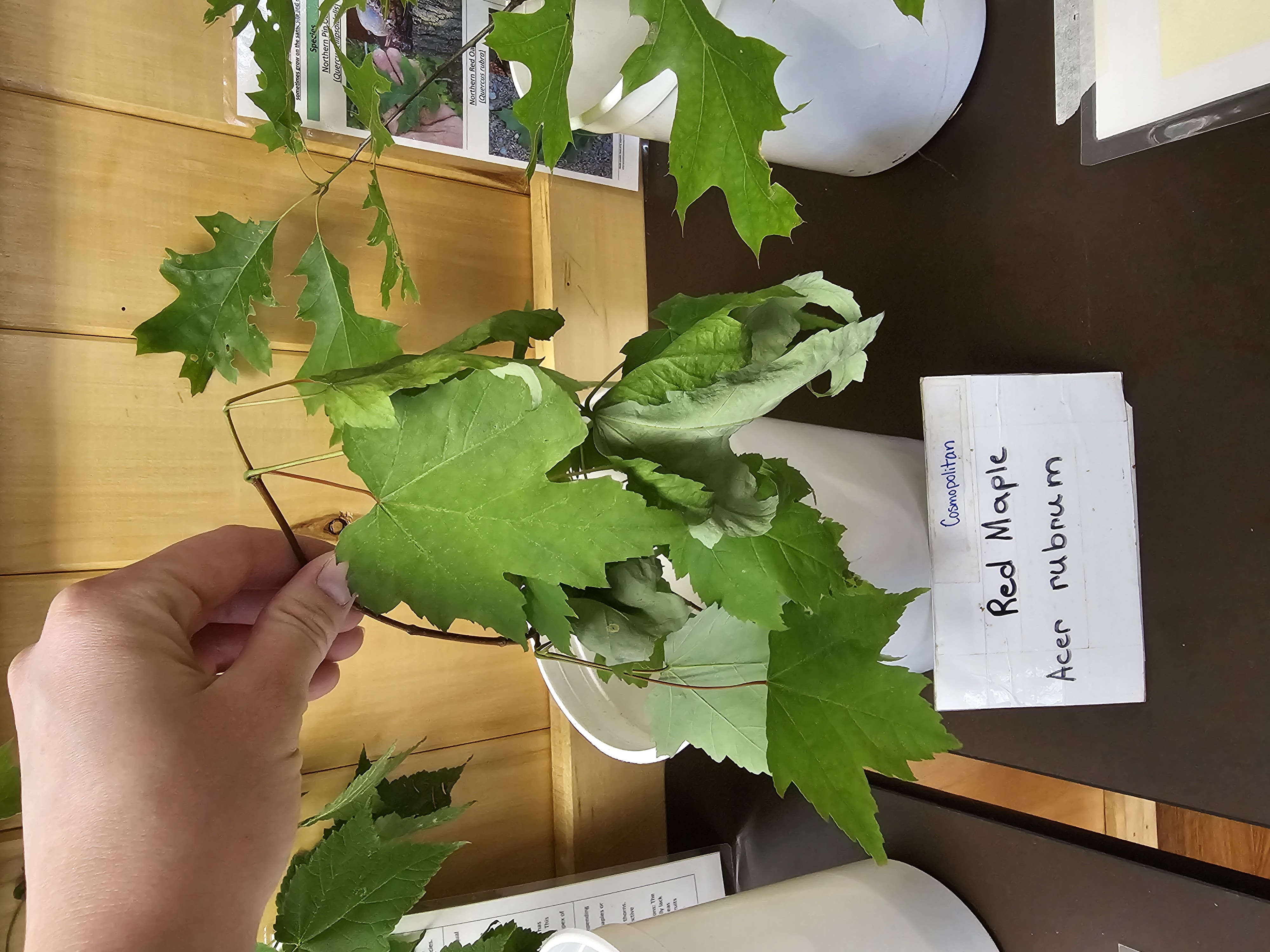 <p><em>Acer rubrum</em></p>