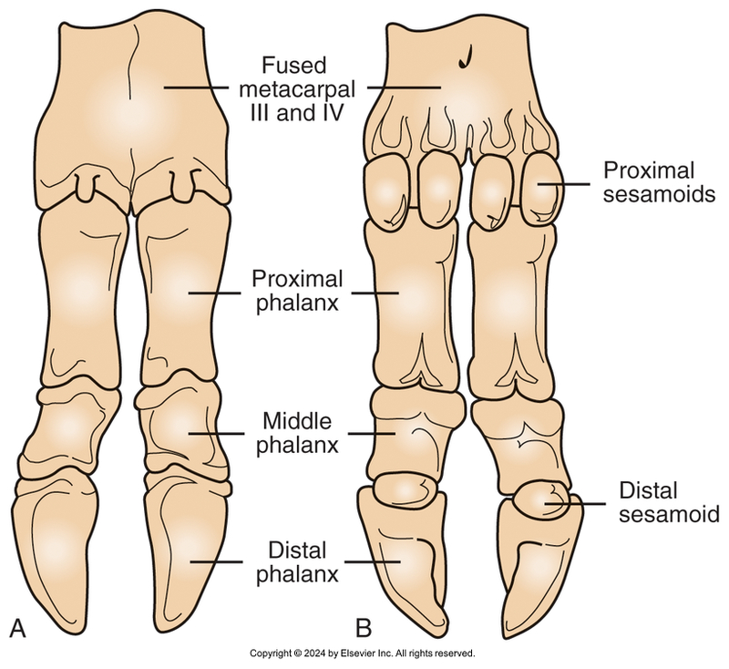 <ul><li><p><span>Two fused metacarpal bones&nbsp;</span></p><ul><li><p><span>Metacarpal III&nbsp;&nbsp;</span></p></li><li><p><span>Metacarpal IV</span></p></li></ul></li><li><p><span>Four digits&nbsp;&nbsp;&nbsp;&nbsp;&nbsp;&nbsp;&nbsp;&nbsp;&nbsp;&nbsp;&nbsp;&nbsp;&nbsp;</span></p><ul><li><p><span>2 weight-bearing&nbsp;&nbsp;&nbsp;&nbsp;&nbsp;&nbsp;</span></p></li><li><p><span>2 dewclaws</span></p></li></ul></li><li><p><span>Sesamoid bones&nbsp;&nbsp;&nbsp;&nbsp;&nbsp;&nbsp;&nbsp;&nbsp;&nbsp;&nbsp;&nbsp;&nbsp;&nbsp;</span></p><ul><li><p><span>2 proximal&nbsp;&nbsp;&nbsp;&nbsp;&nbsp;&nbsp;&nbsp;&nbsp;&nbsp;&nbsp;&nbsp;&nbsp;&nbsp;&nbsp;&nbsp;&nbsp;&nbsp;&nbsp;</span></p></li><li><p><span>1 distal</span></p></li></ul></li></ul><p></p>