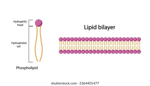<ul><li><p>mainly phospholipids</p></li><li><p>arranged in a bilayer</p></li><li><p>polar head, hydrophobic tail</p></li></ul><p></p>