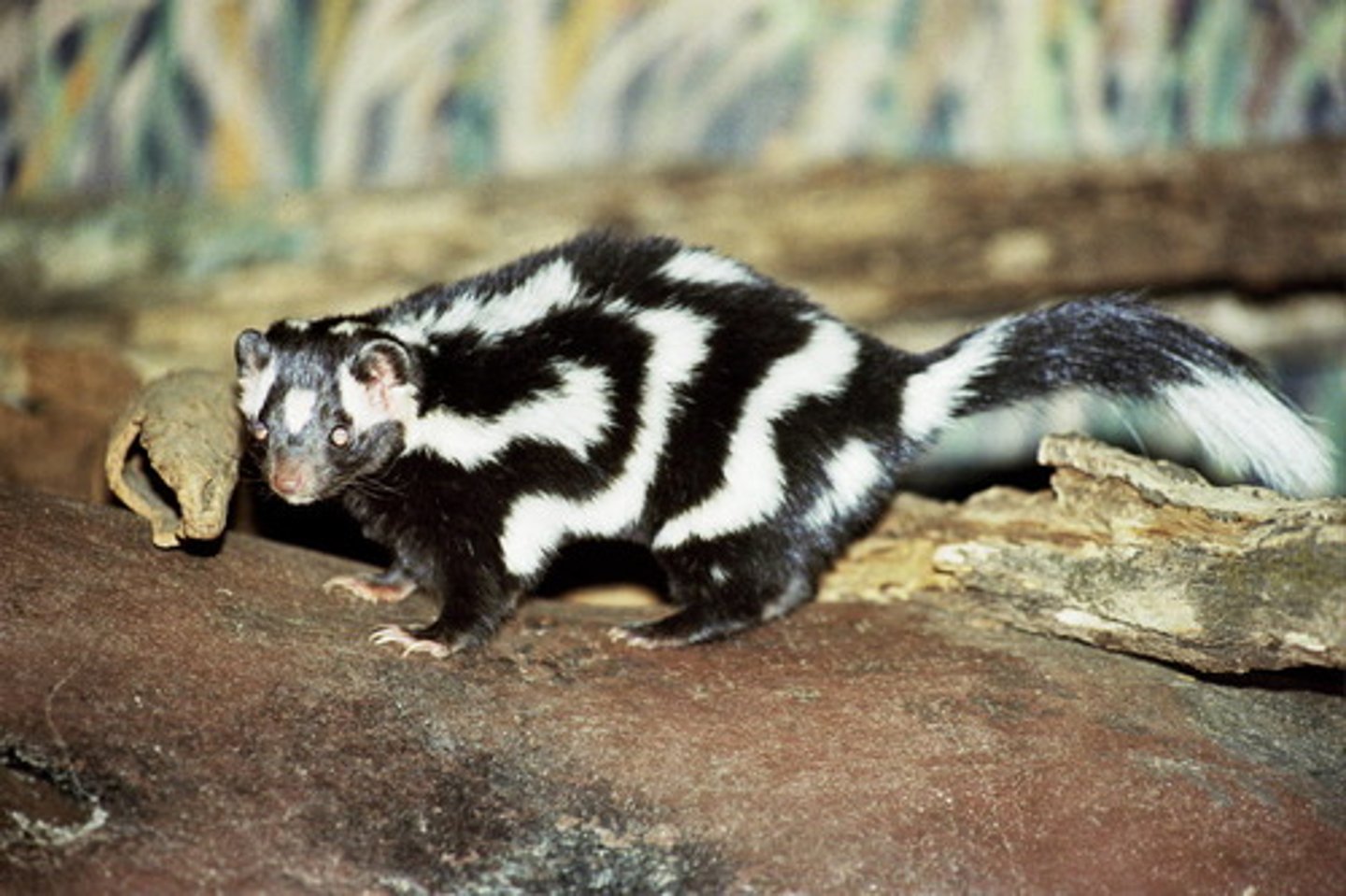 <p>Spilogale putorius</p>