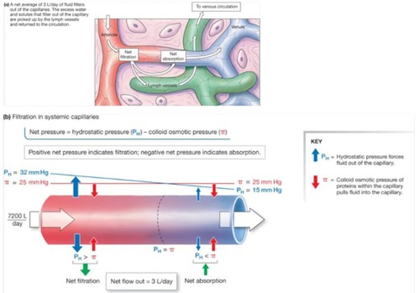 <p>Filtration is fluid movement out of capillaries, while absorption is fluid movement into capillaries.</p>