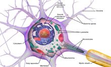 <p>what is the cell body (soma)?</p>