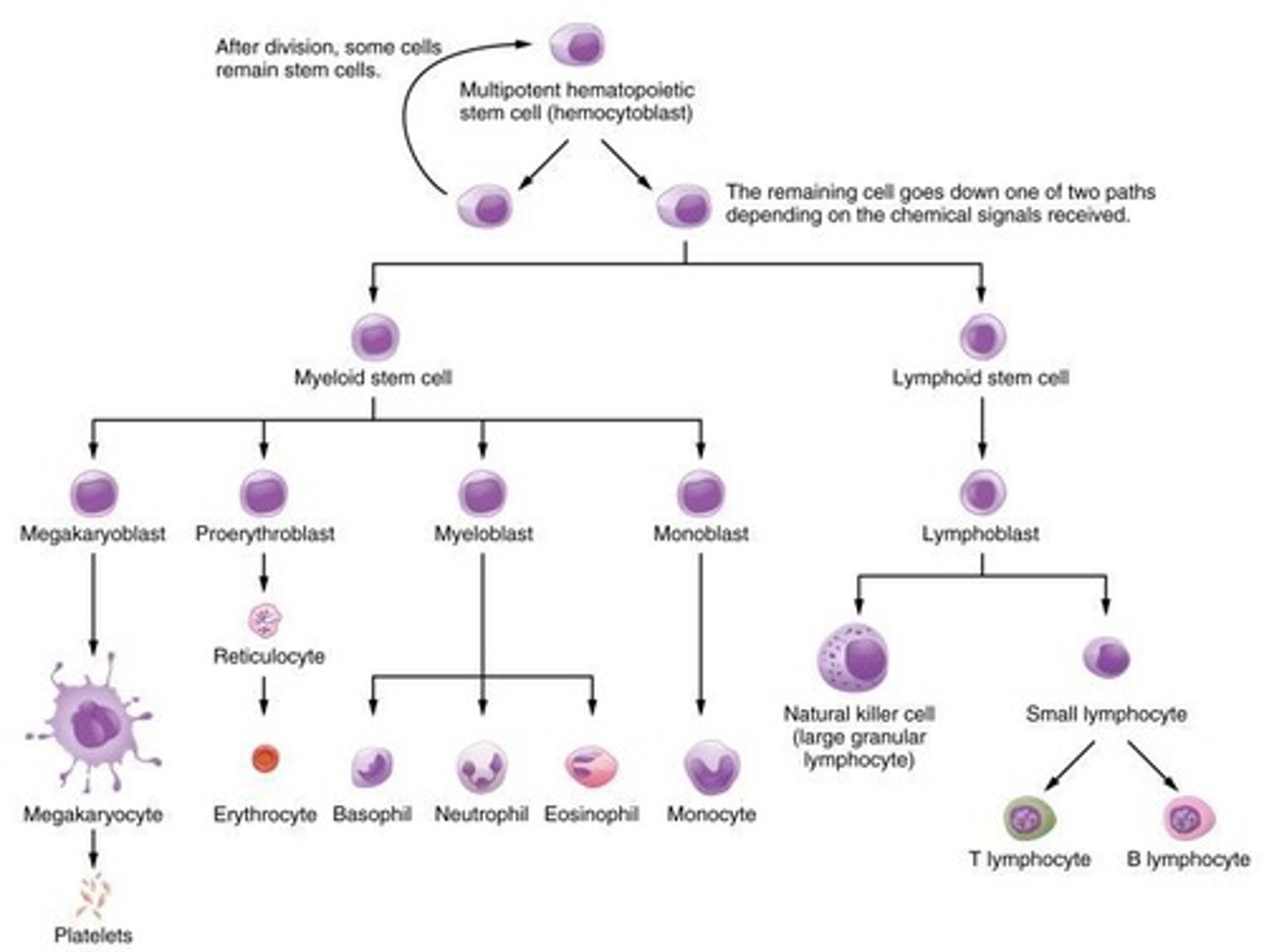 <p>It arises because cells produce and accumulate different sets of RNA and protein molecules.</p>