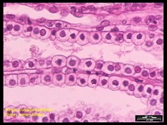 Single layer of cube shaped cells, secrete and absorb, gland ducts. In kidney tubules
