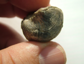 <p>Brachiopod, Productus</p>