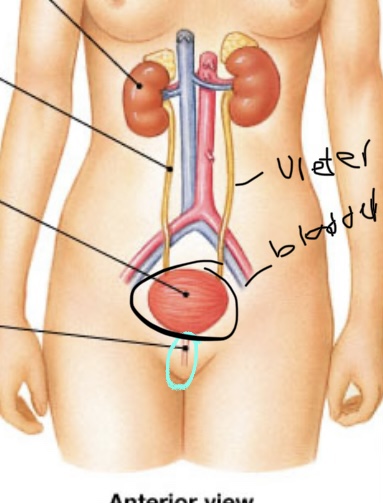 Urethra 