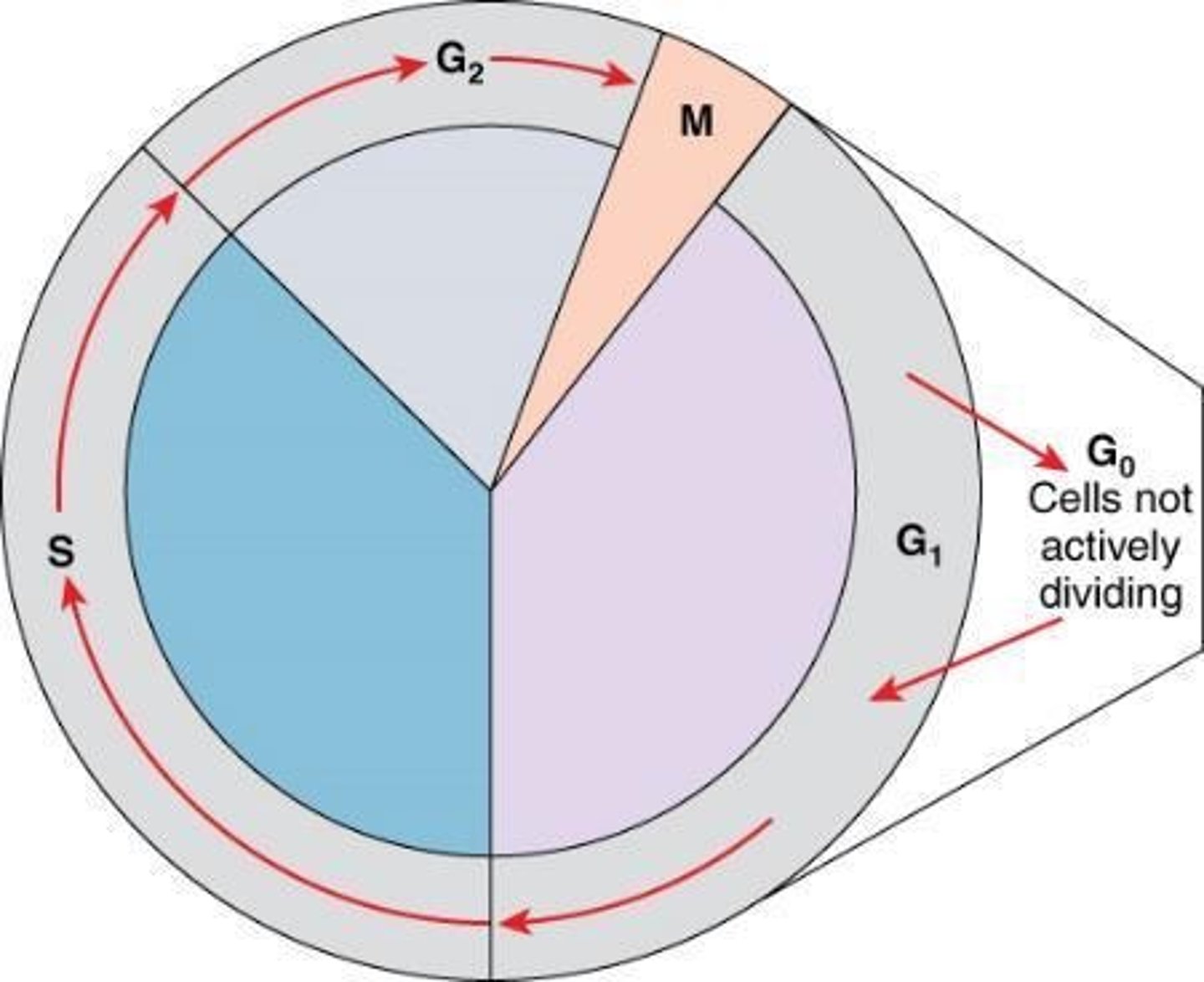 <p>- Interphase (G1: growth S: dna replication, G2: growth),</p><p>- Mitosis (cell division) (Prophase, Metaphase, Anaphase, Telophase), and Cytokinesis.</p>