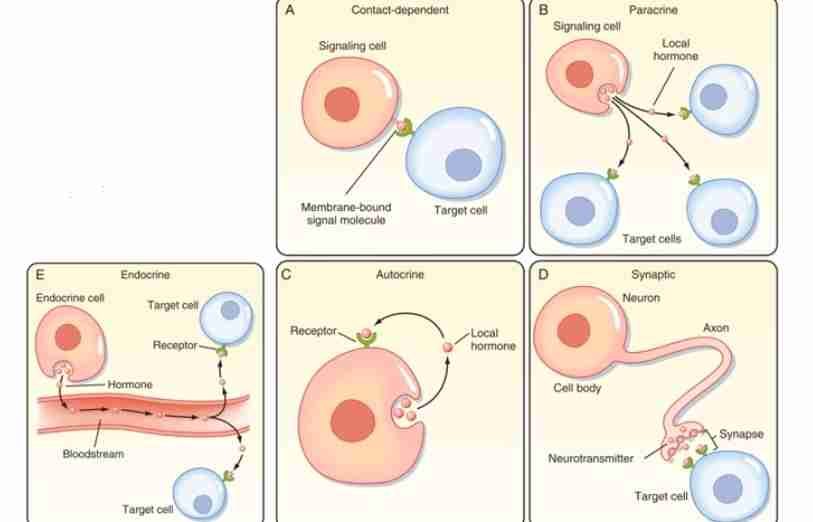 <p>Endocrine Signaling</p>