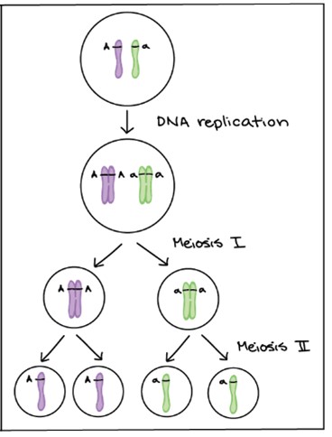 <p><span>Proposed by Walter Sutton and Theodor Boveri</span></p><p><span>Genes are carried on chromosomes</span></p><p><span>Segregated at during the formation of the gametes</span></p><p><span>Genetics information is passed between generation by the inheritance of chromosomes</span></p>