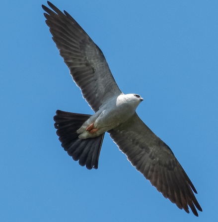 <p>What bird is this? </p>