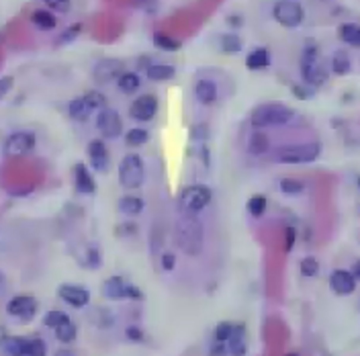 <p>Syncytia</p>