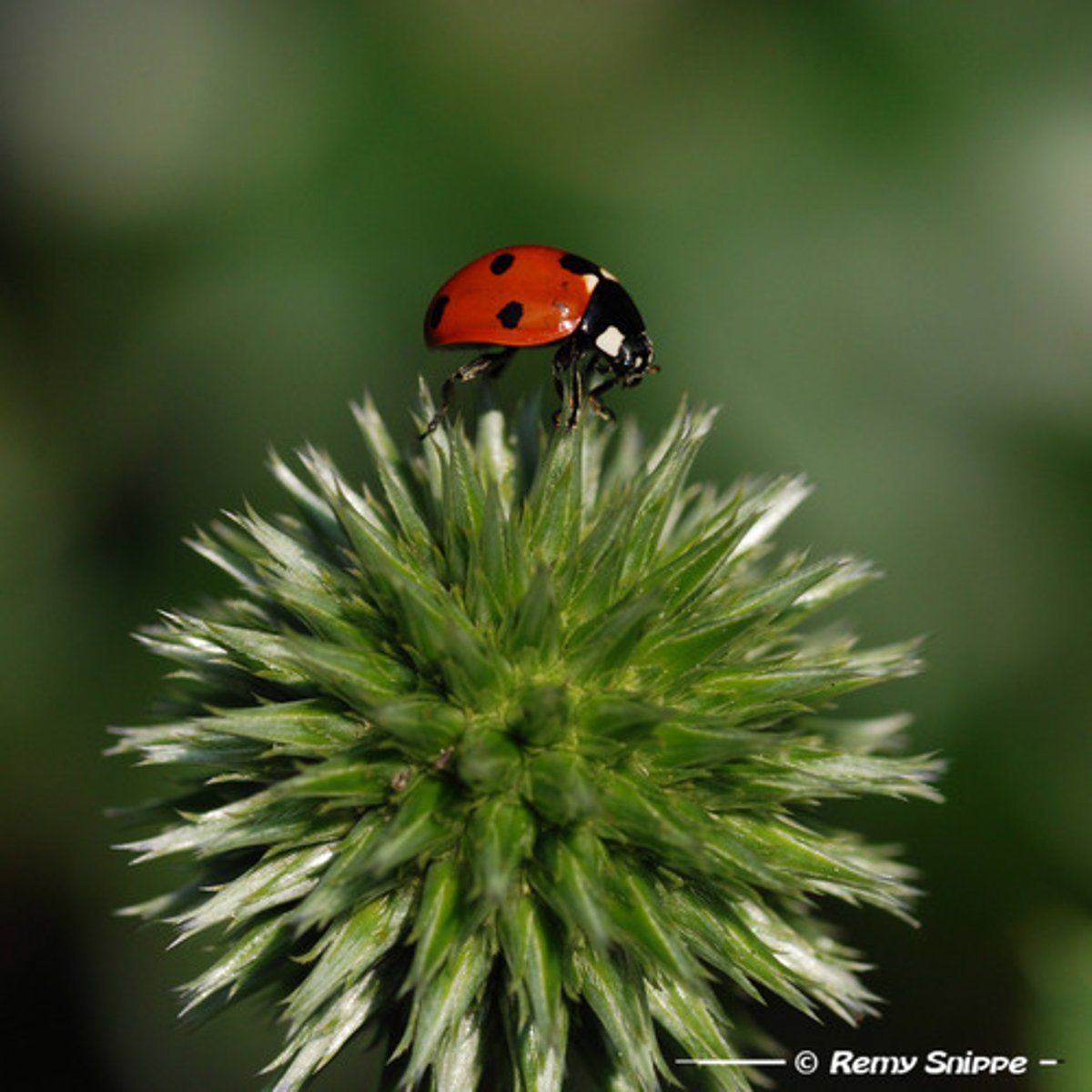 <p>on top of, above</p>