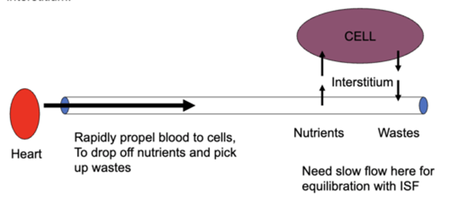 <p>false; the blood needs to slow down at the capillaries in order to equilibrate with the interstitium fluid</p>