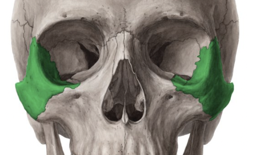 <ul><li><p>forms the cheekbones</p></li></ul><p></p>