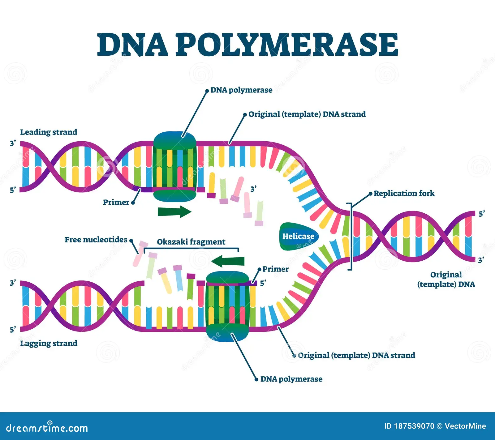 <p>located at the replication works; helps unwind the DNA double helix</p>