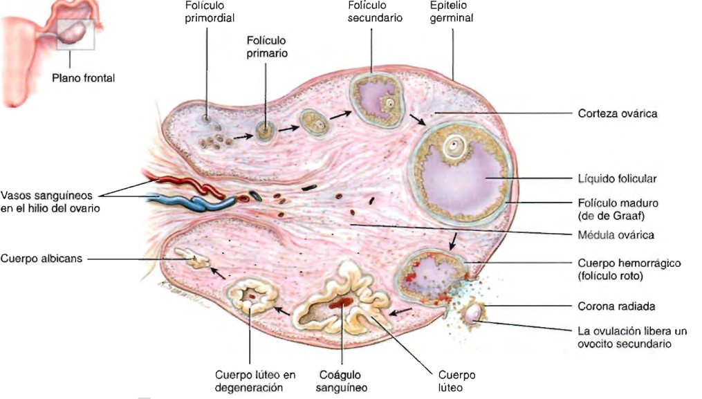 el ______________ es una capa de epitelio simple que cubre la superficie del ovario