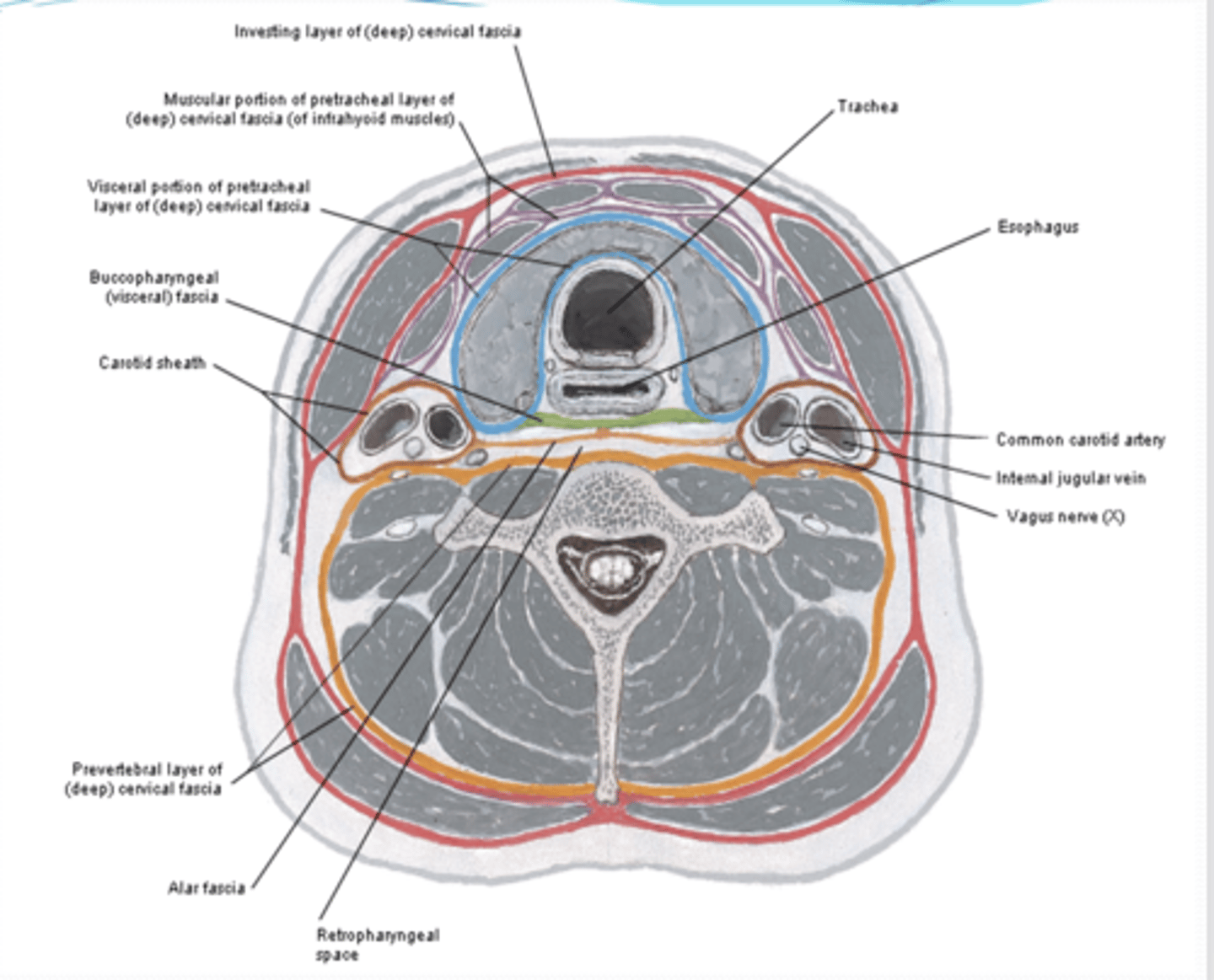 <p>What are the layers of the neck anterior to posterior?</p>
