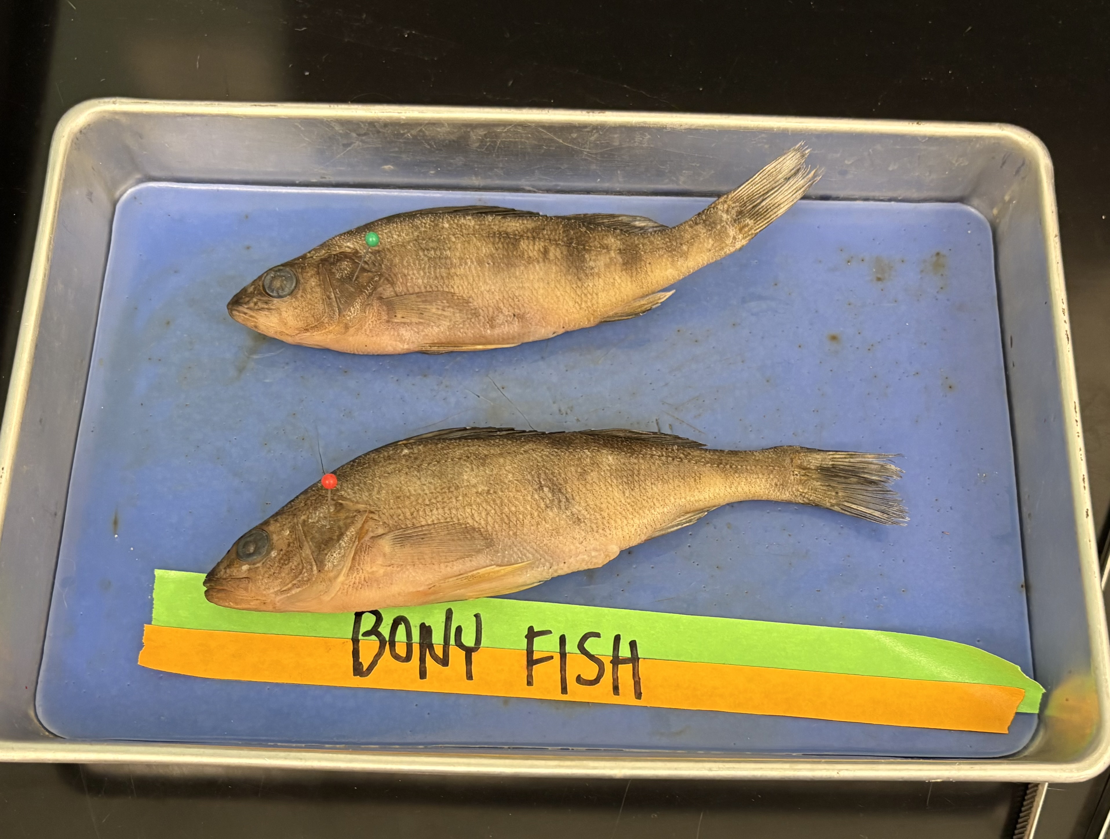 <ul><li><p>vertebrate in phylum chordata</p></li><li><p>endoskeleton of bones </p></li><li><p>internal air bladders for balance and buoyancy</p></li><li><p>lateral line system</p></li><li><p>operculum: a gill cover in some fish (the pin in the pic)</p></li></ul><p></p>