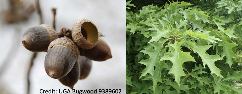 <p>Family<br>Genus<br>Species<br>Common Name</p>