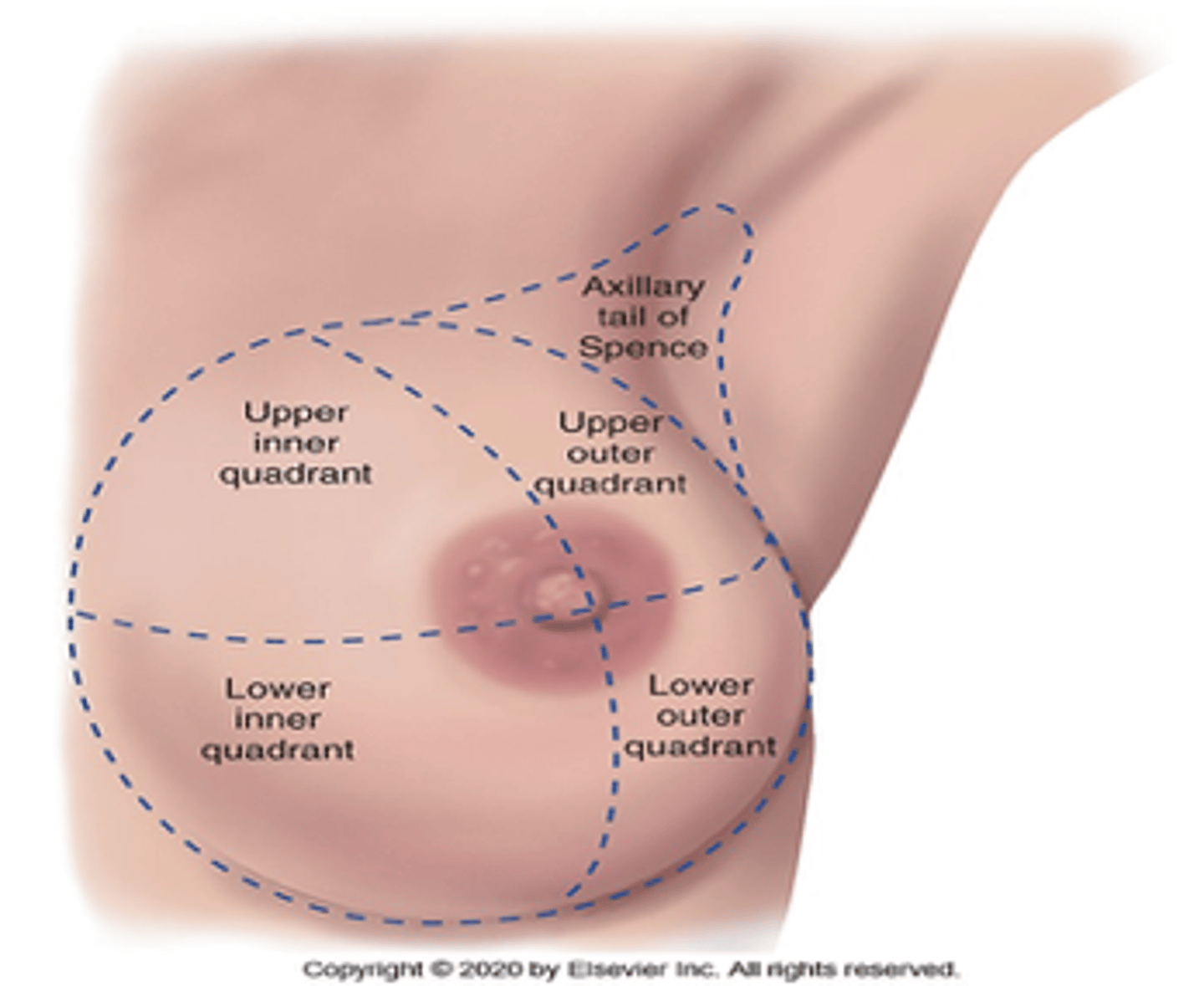 <p>Tail of Spence/Upper outer quadrant</p>