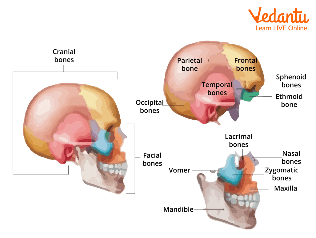 <p>Cranial and Facial</p>