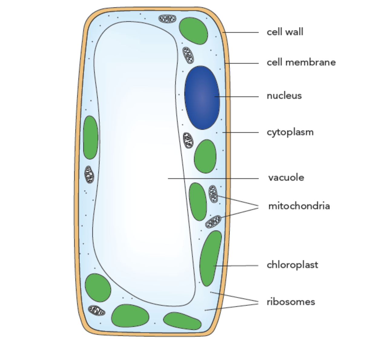 <p>What kind of cell is this?</p>