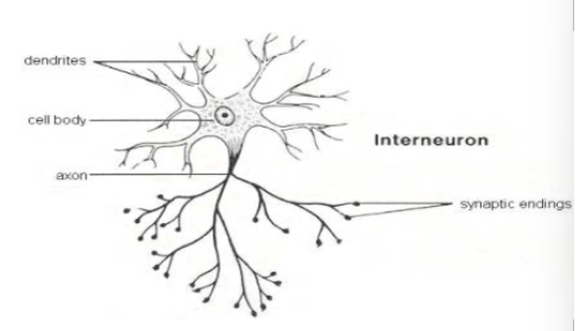 <p><span>What type of neuron is pictured below? Function? Location?</span></p>