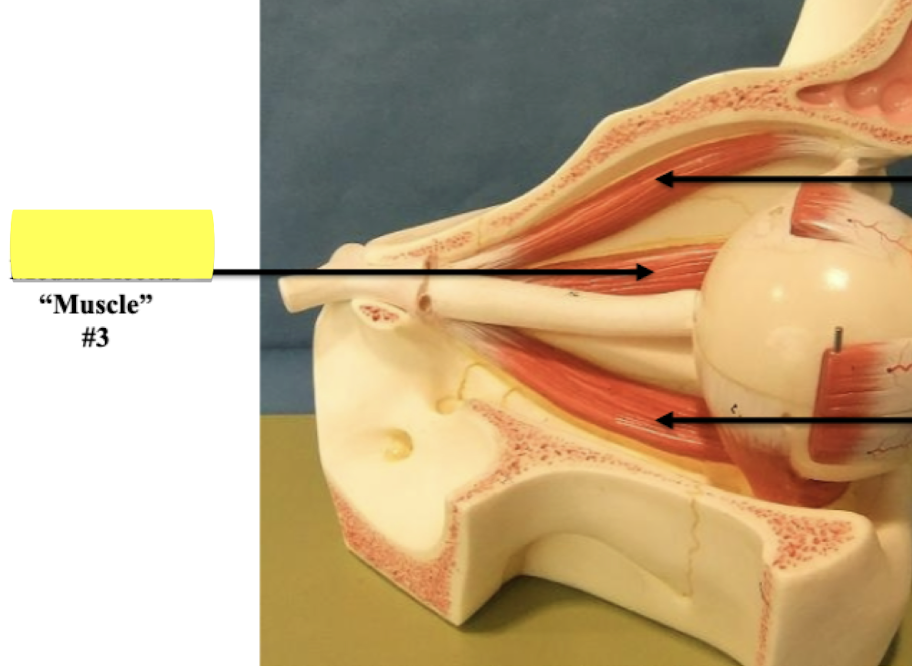 <p>Label muscle #3 </p>