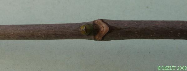 <p><strong><em>Acer pseudoplatanus</em></strong></p><p>Pupuny <strong>vstřícné zelené</strong>, s&nbsp;tmavě lemovanými šupinami, odstálé,</p><p>protější <strong>jizvy po listech spojené</strong> linií tvaru V</p>