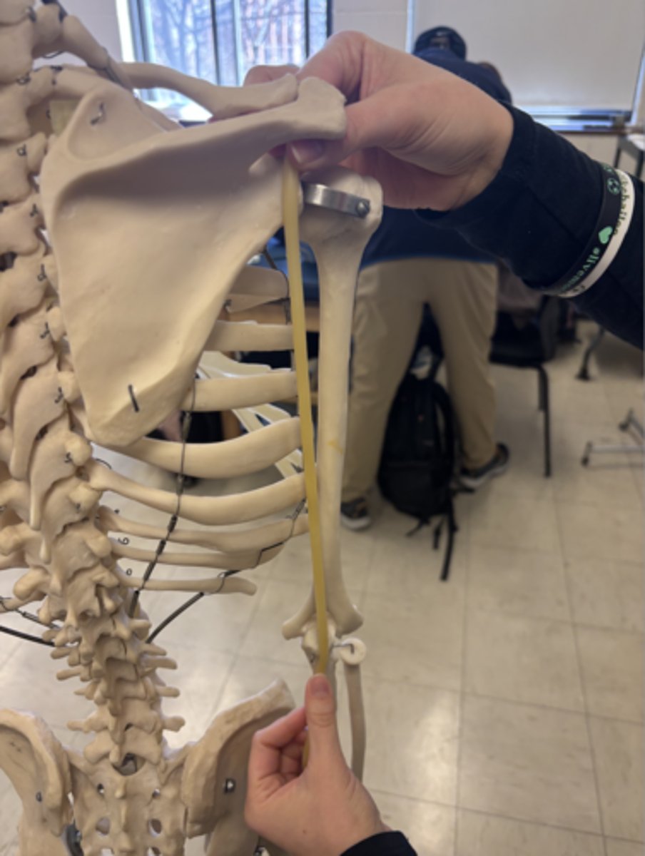 <p>What is this muscle?</p>