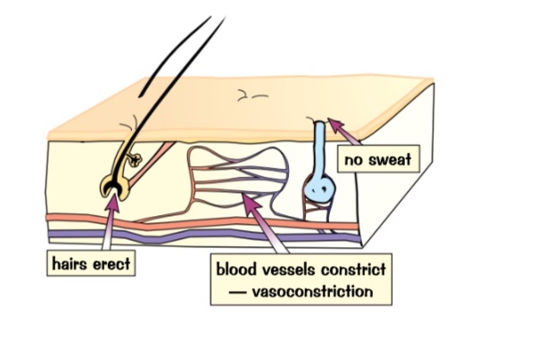 <ul><li><p>very little sweat produced</p></li><li><p>blood vessels near the surface of the skin constrict - vasoconstriction. less blood flows near surface and less energy transferred to surrounding</p></li><li><p>shiver, increases rate of respiration transfers more energy to warm body</p></li><li><p>hairs stand to tap insulating layer of air keep you warm</p></li></ul>