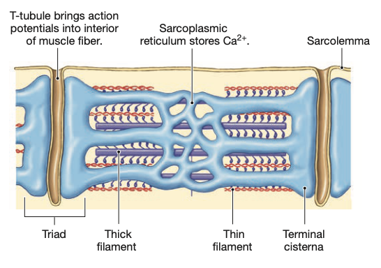 aka transverse tubules
- indentations of membrane with lumen (aka space within a tube) that is full of ECF (extracellular fluid)
- closely associated with terminal cisternae (aka "large vessel"), which are the ends of an SR
- allow for rapid AP diffusion into the muscle fibre (necessary for proper movement)
