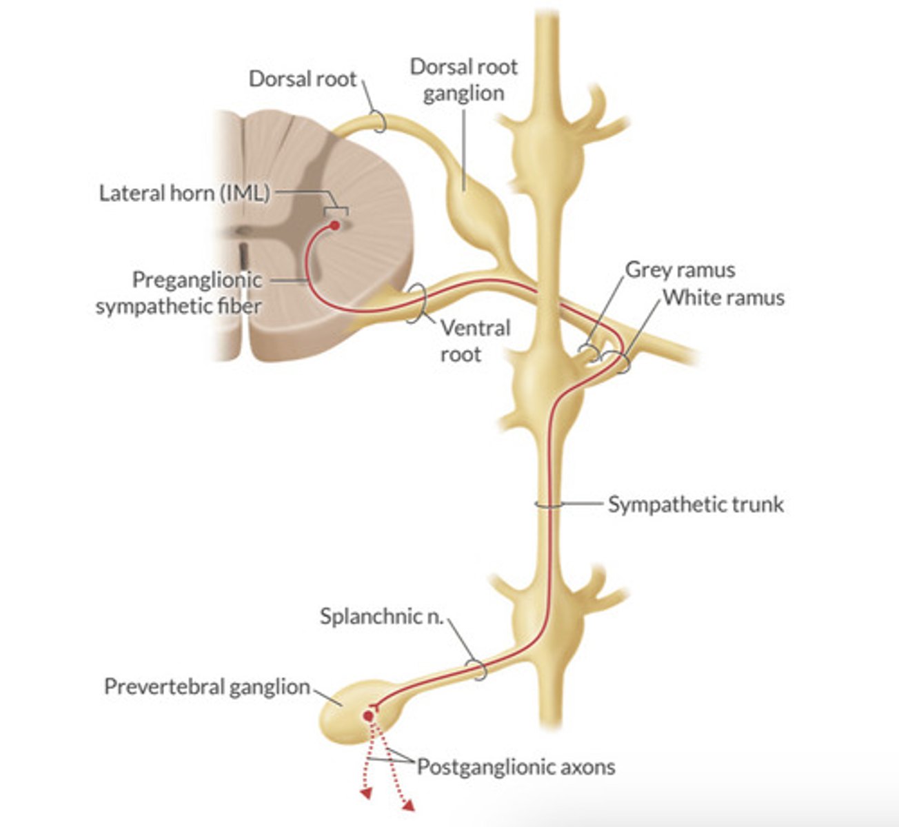 <p>Exit spinal cord</p><p>—>enter into white rami</p><p>—>ascend or descend and exit via splanchnic nerve</p><p>—>enter into prevertebral ganglion to synapse with post ganglionic neuron</p><p>—>exit into plexuses that surround aorta and arterial network.</p>